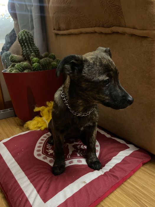 Собачка дівчина. 4 місяці. Дуже хоче жити в хаті.