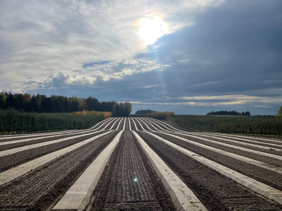 Sadzenie drzewek zakładanie plantacji GPS rtk Borowka Borówki jabłonie
