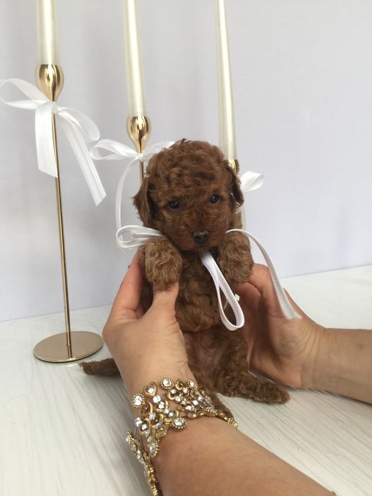 VIP Той-Пудель — Маленькі щастячка готові до переїзду