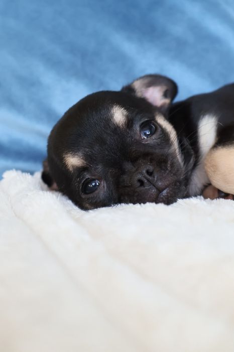 Chihuahua mini. Menina  Black Tan. Super  doce..Cabeça de maçã. Perfeita!
