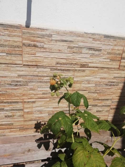 Vaso de framboesas amarelas