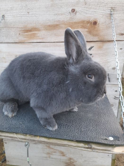 Króliki wiedeńskie