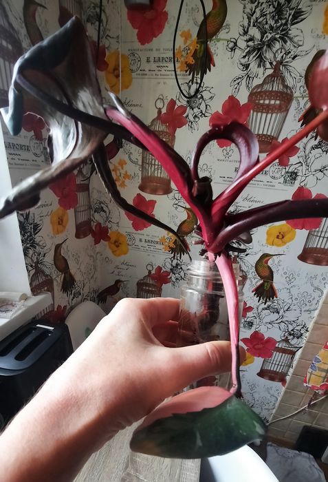 Філодендрон Pink Princes, Рожева принцеса