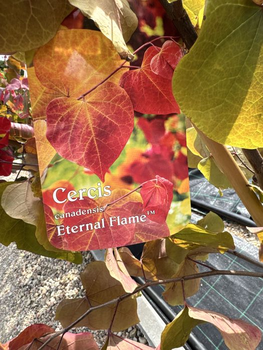 Cercis 'Eternal Flame' Judaszowiec