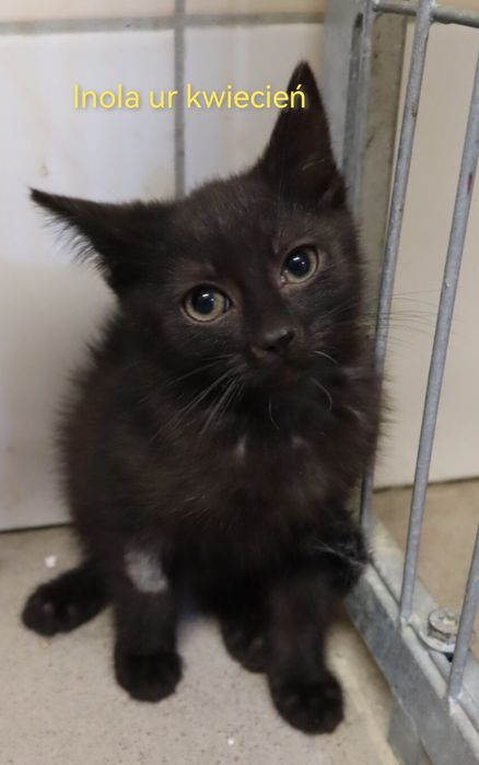 5 czarnych kocich skarbów szuka kochających domów