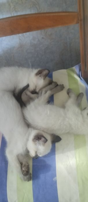 Кошенятка колор-поїнт