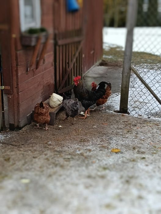 Drób koguty z własnych lęgów