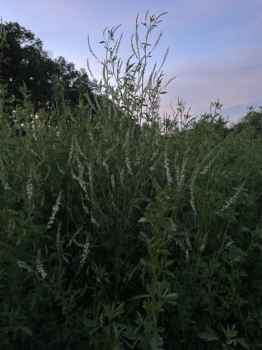 Nostrzyk biały dwuletni czyszczony