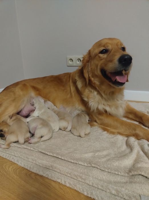 Szczeniak Golden Retriever i biszkoptowy