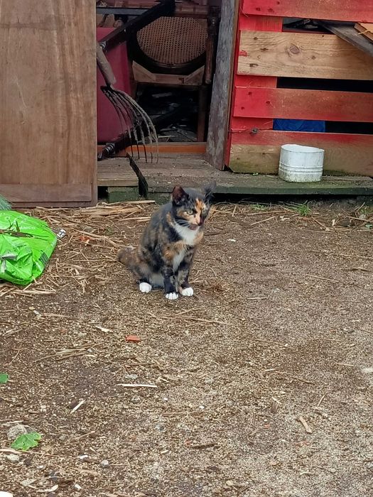 Gatinha tartaruga para adoção