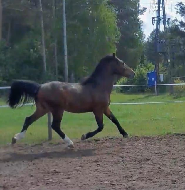 Sprzedam 3letniego walacha - okolo 167cm