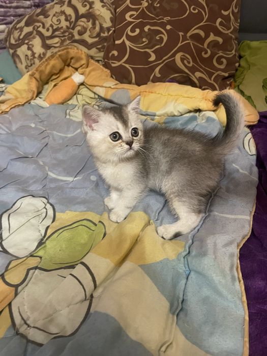 Шотландские Шиншилки Котятки-Медвежатки