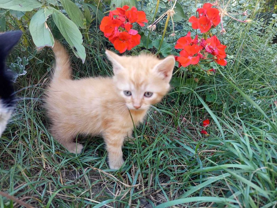 Сибірські котята.