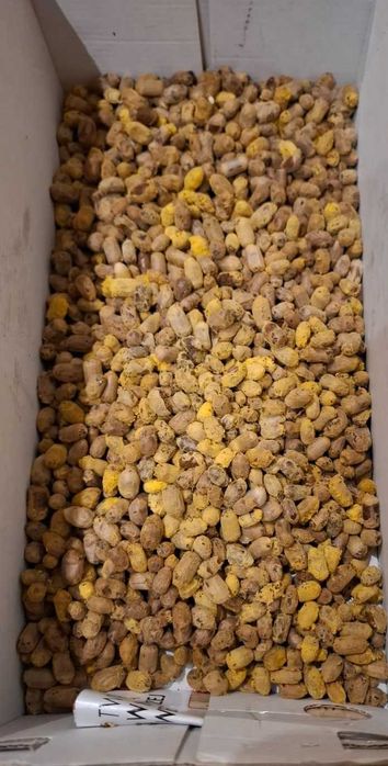 Kokony Murarka Rogata - pszczoły