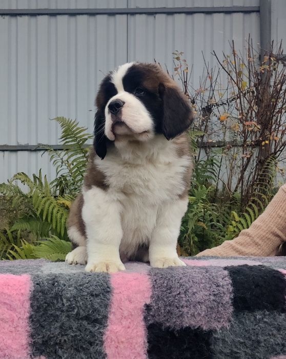 Довгошерстний хлопчик сенбернар. Офіційний розплідник КСУ FCI