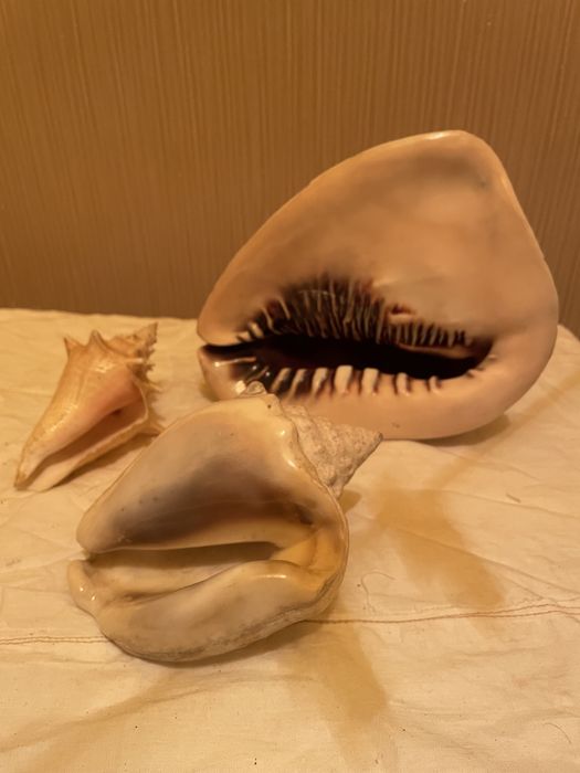 Ракушки 3 вида