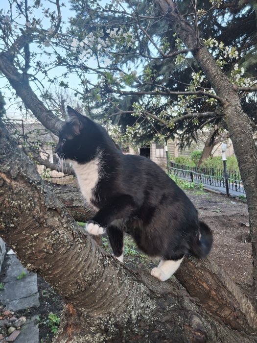 Котята в любящую семью   Харьков