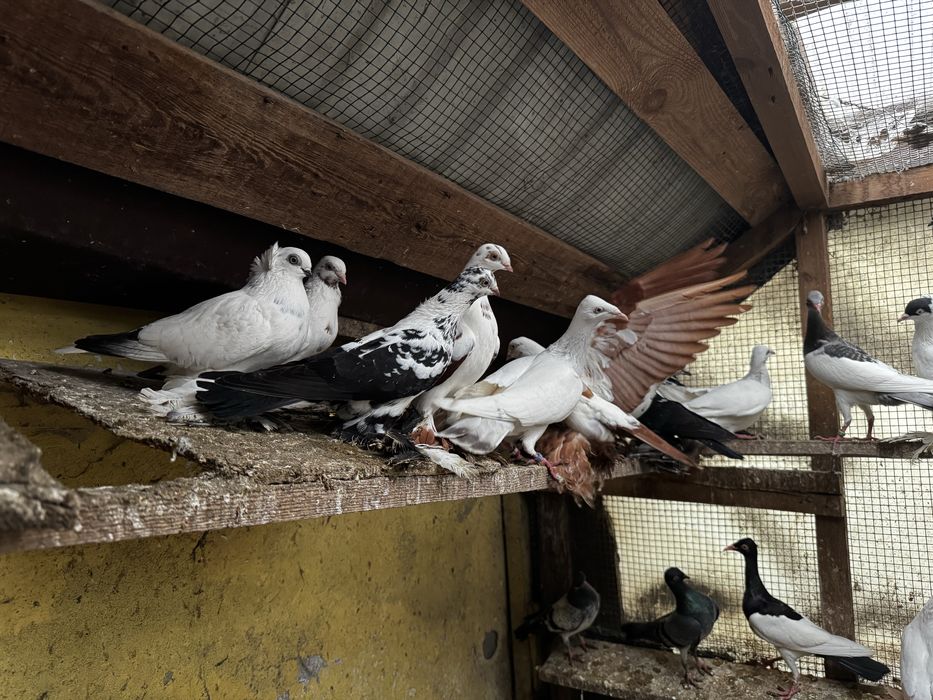 Gołębie hodowlane Raszyn