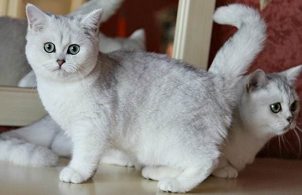 Маємо кошенят срібна шиншила