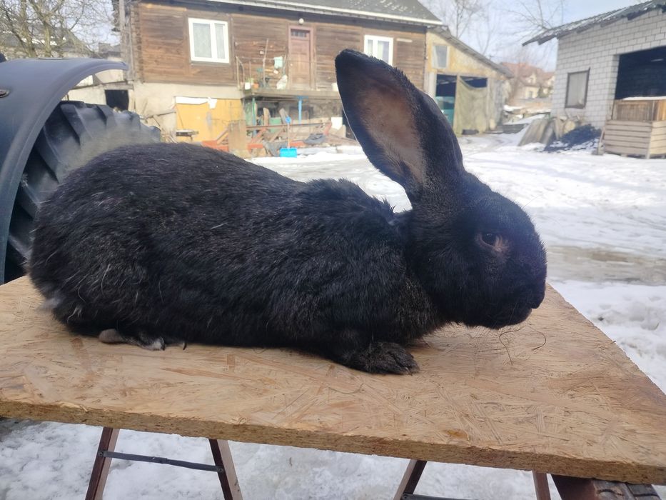 Sprzedam samca Belgijskiego