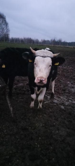 Jałówki zacielone mleczne