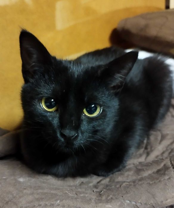 Piękna  czarna Jagódka szuka domu.