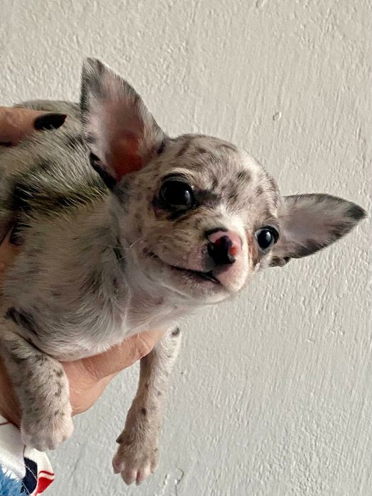 Blue merle ,Chihuahua szczeniak piesek , Śląsk