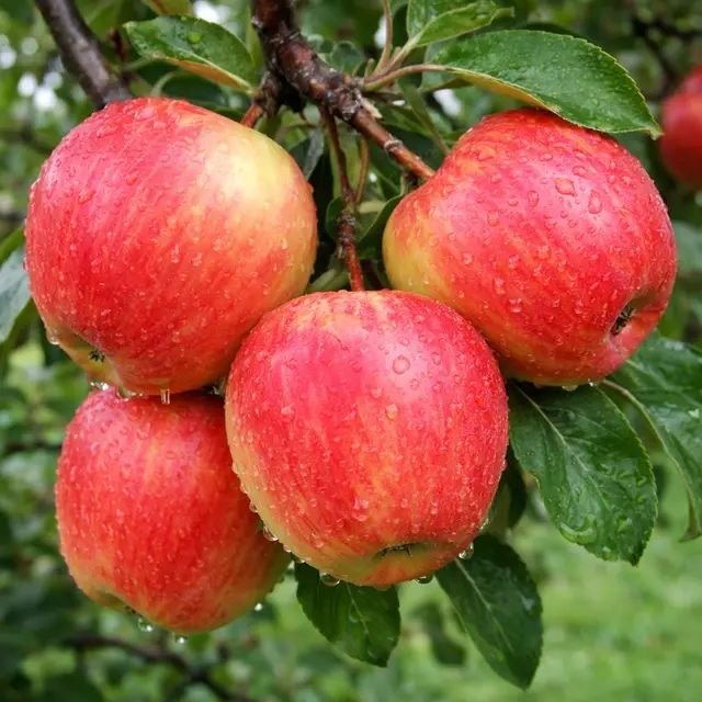 Продам саджанці яблунь