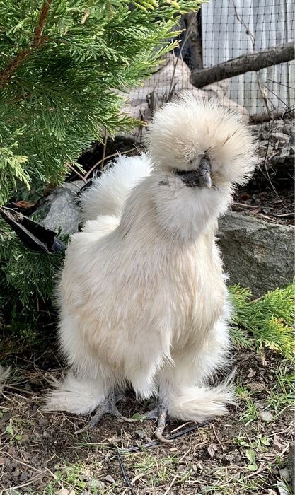 Китайская шелковая