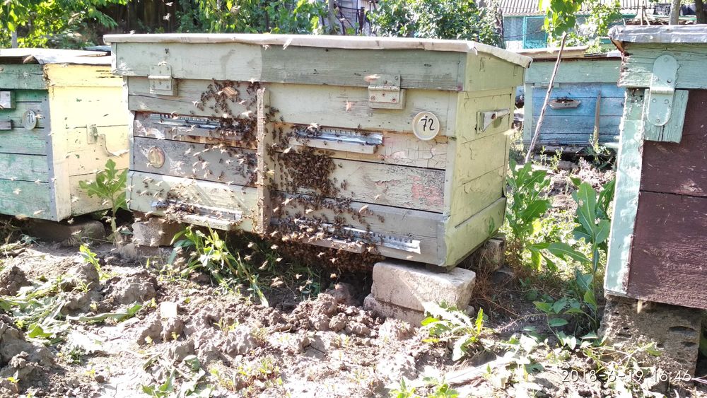 Продам бджолині сім'ї