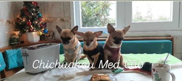 Chihuahua macho, mini