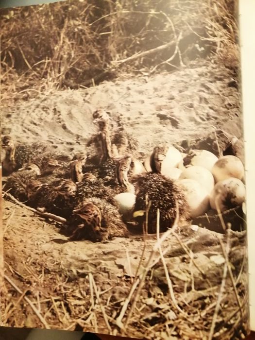 A Fauna Vida e Costumes dos Animais Selvagens Publicações Alfa África*