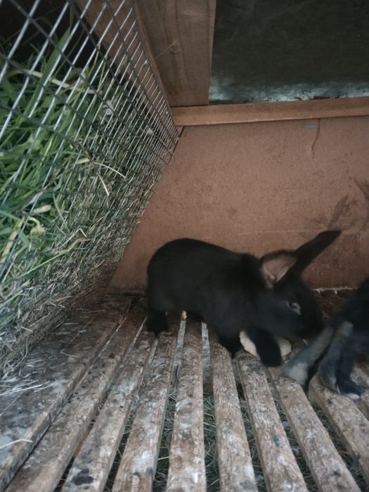 Продам кроликів домашніх