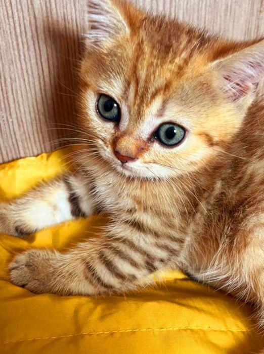 Молодий висловухий красунчик запрошує на побачення!