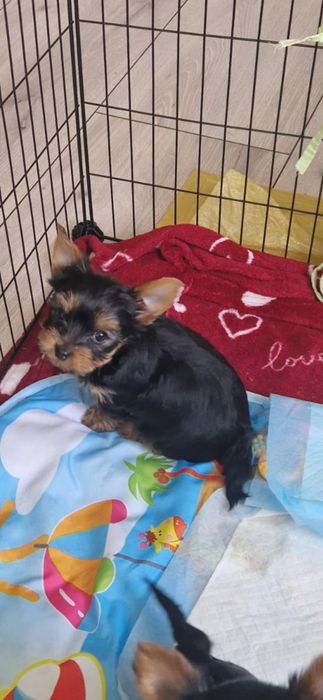 Yorkshirre terrier szczeniak  rezerwacja