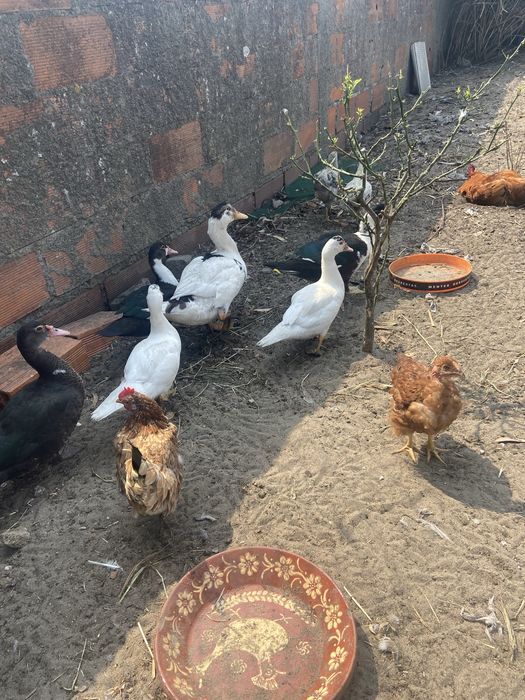Patos bravos patos mudos e patos de criacao