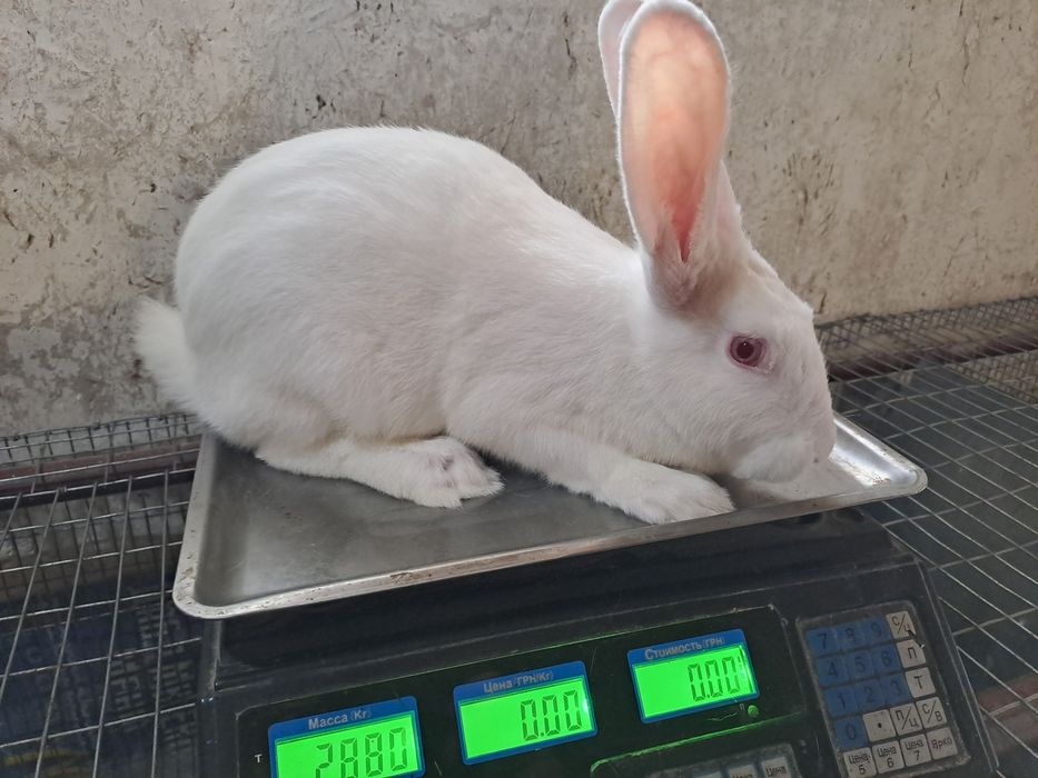 Термонска біла,кролики
