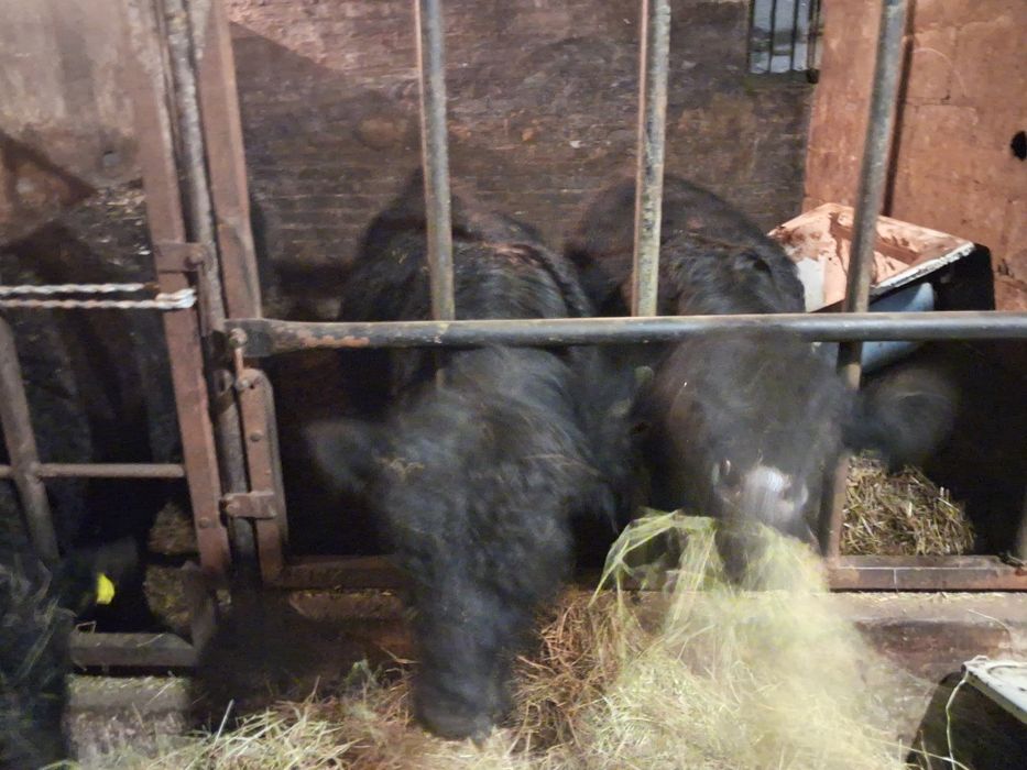 Byczki jałówki  odsadki angus