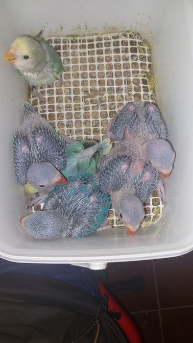 Ring necks criar à mão