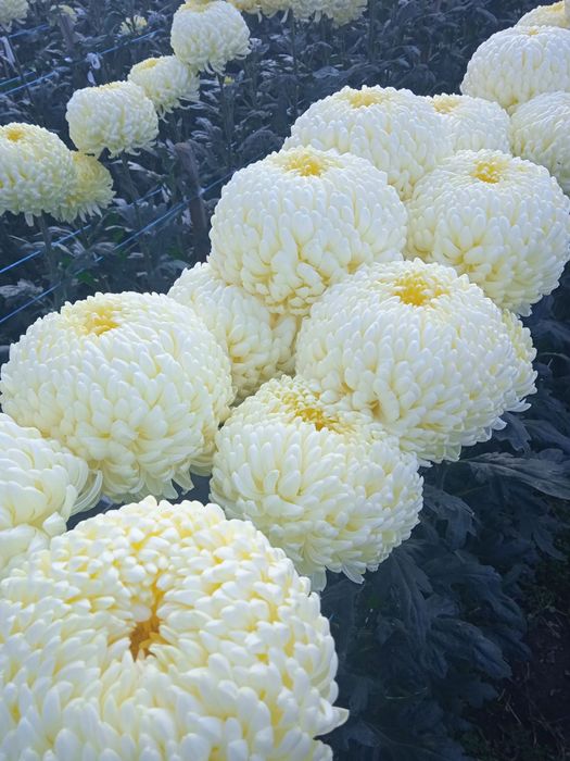 Маточники одноголової  хризантеми