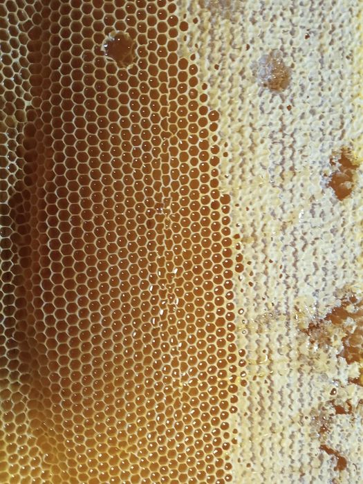 Продам  бджоли бджолопакети на українську та рутовську рамку 2026