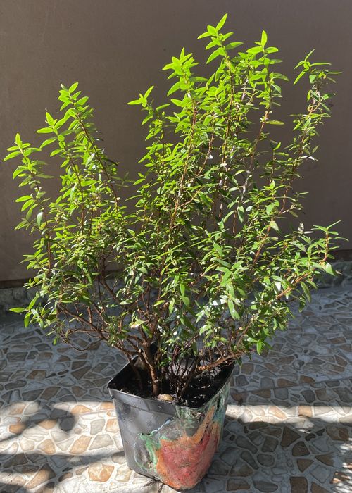 Кімнатні рослини розпродаж : гібіскус, лимон, грейпфрут...