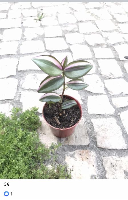 Plantinhas de interior para venda