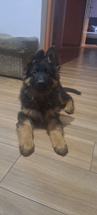 Owczarek niemiecka długowłosy czarny podpalany