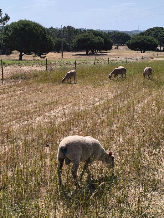 Borregos charroles*texel*merinos