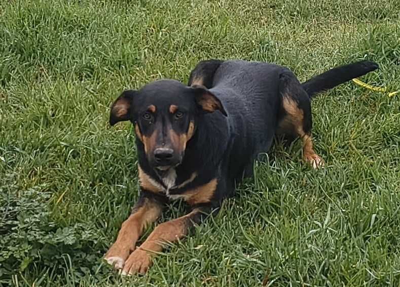 Cachorro de 6 meses Grátis