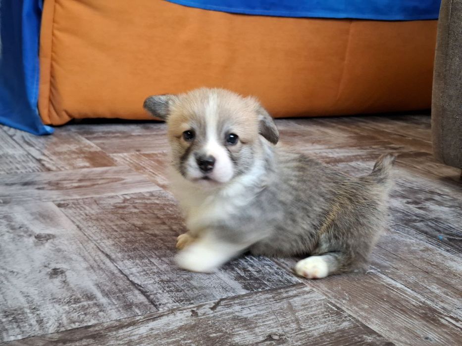 Продам щенков Вельш Корги Пемброк (цуценята Вельш Коргі Пемброк)
