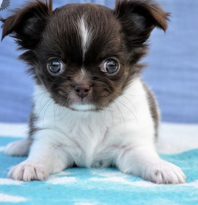 Д/ш чихуахуа длинношерстные щенки