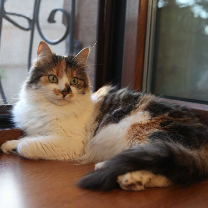 Киця чекає свою людину