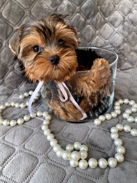 Йорки гарнесенькі